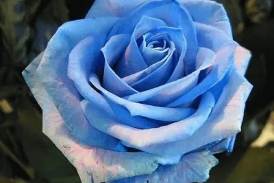Rosa azul