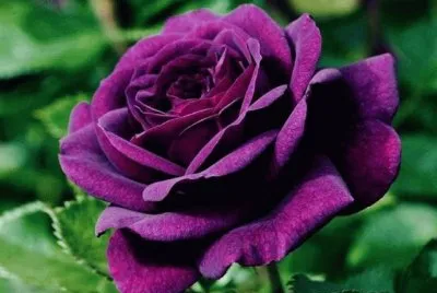 Rosa morada