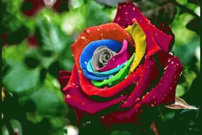 Rosa de colores