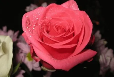 Rosa roja claro