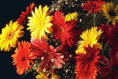 Ramo de flores