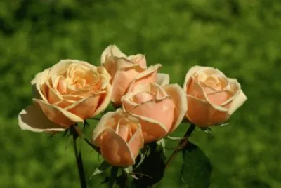 Rosas salmon