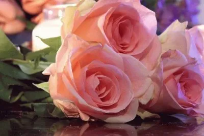 Rosas rosas