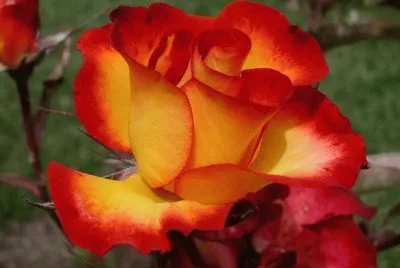 Rosa naranja-roja