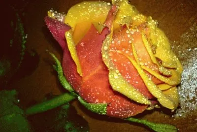Rosa naranja dorada