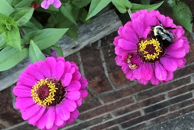 Bee on Pink Zinnia flowers