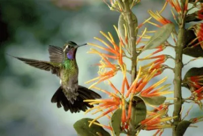 Flores exÃ³ticas y colibri
