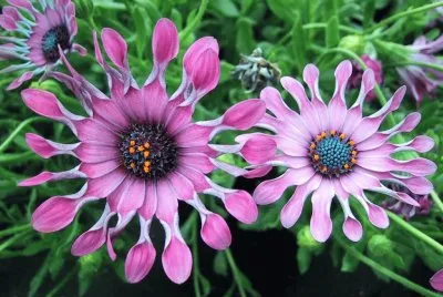 Flores exÃ³ticas 1