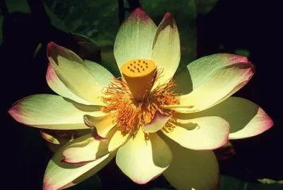 Flores exÃ³ticas 2