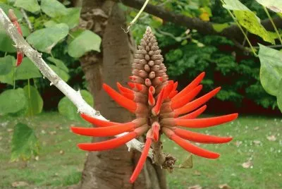 Flores exÃ³ticas 4