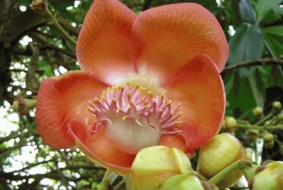 Flores exÃ³ticas 5