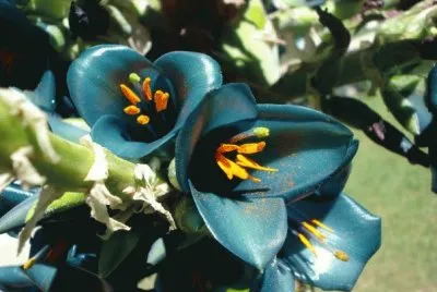 Flores exÃ³ticas
