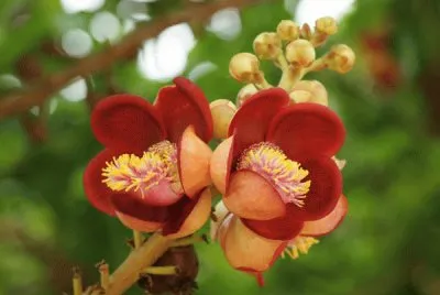 Flores exÃ³ticas 10