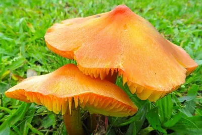 פאזל של Blumen, Formen, Farben