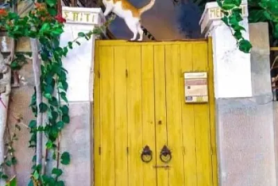 Gato