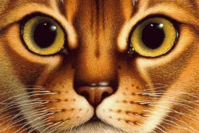 kitty
