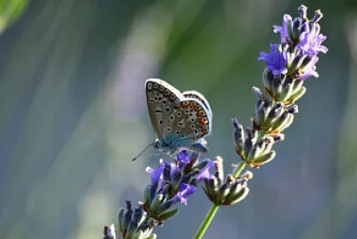 butterfly