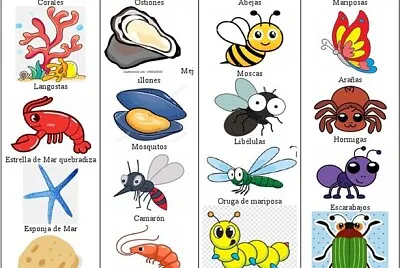 פאזל של ANIMALES INVERTEBRADOS DEL ECUADOR