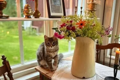 פאזל של Gato