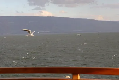 שחפים על הים