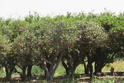 מטע תפוזים
