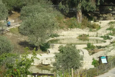 אגמון