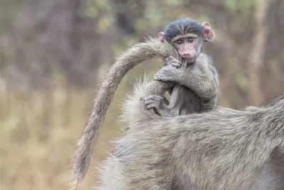 Macaquinho brincando com a cauda da mÃ£e