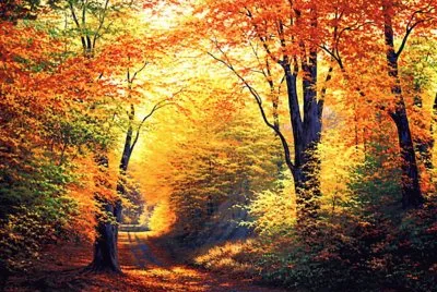 Outono jigsaw puzzle
