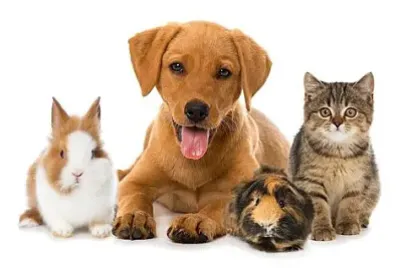 PETS jigsaw puzzle