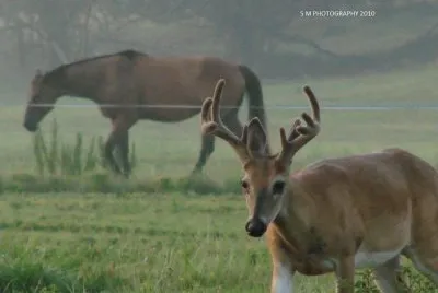 Buck and Horse