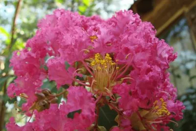 פאזל של Pretty in Pink