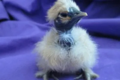 Cute Baby Chick