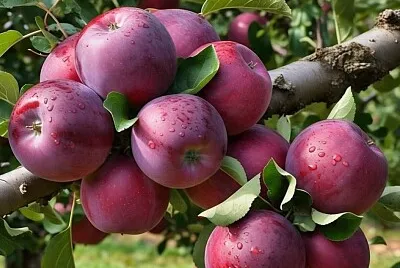 imagem jigsaw puzzle