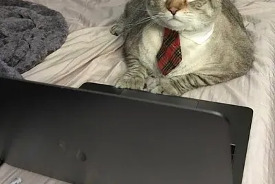 פאזל של Gato de negocios