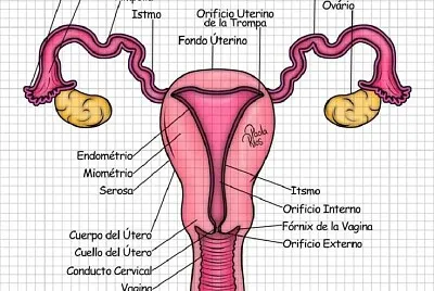 Aparato reproductor femenino jigsaw puzzle