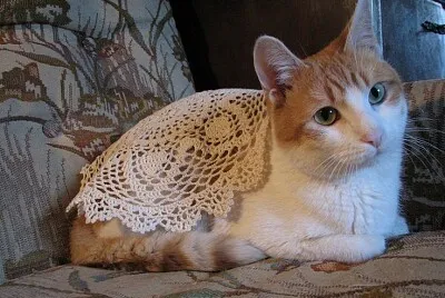 פאזל של Gato abuela