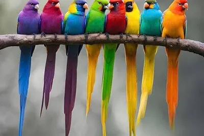 animales