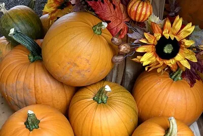 Display of orange pumpkins
