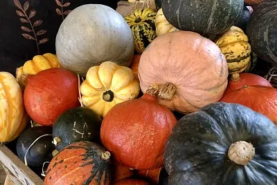 Pile of pumpkins   gourds