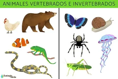 ANIMALES