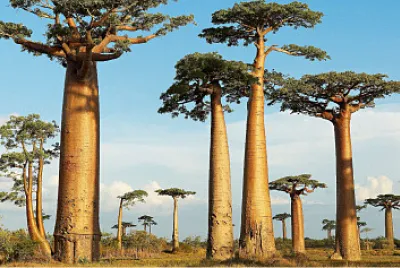 Palmeras Araucaria