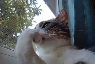 פאזל של Gato pensando