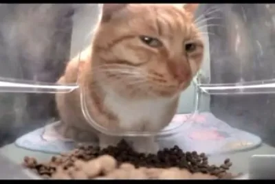 פאזל של Gato sospecha