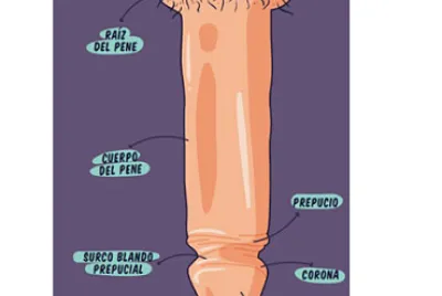 GENITALES EXTERNOS MASCULINOS