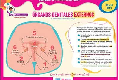 GENITALES EXTERNOS FEMENINOS
