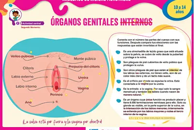 GENITALES INTERNOS FEMENINOS