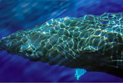 Cabeza de Ballena