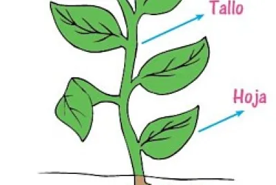 Partes de la planta