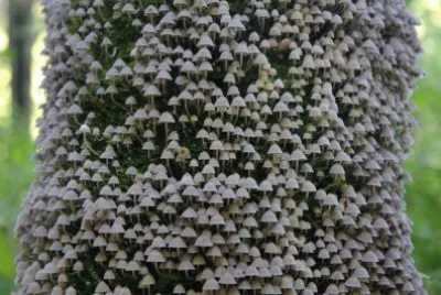 ImÃ¡genes jigsaw puzzle