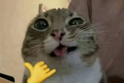 פאזל של Gato chill